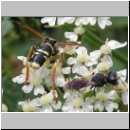 Tenthredo omissa - Blattwespe m02.jpg